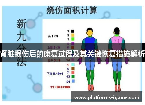 肾脏损伤后的康复过程及其关键恢复措施解析