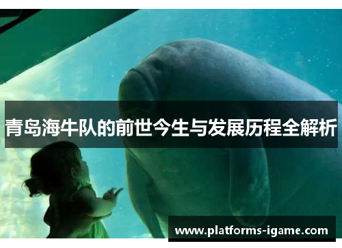 青岛海牛队的前世今生与发展历程全解析